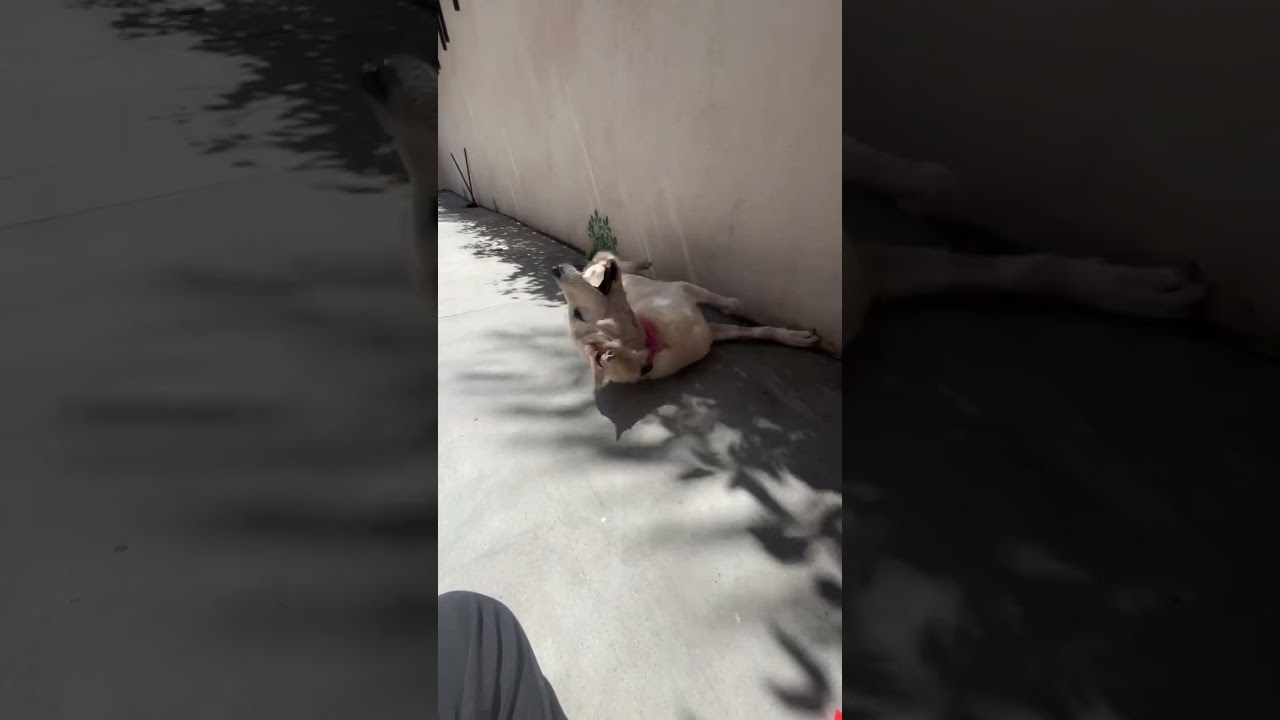 Enlarge Stella, a ADOPTABLE mixed breed in Los Angeles, CA video 6/6