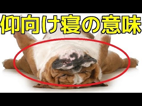 うちの犬が仰向けになるのはなぜですか?