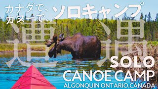 【 カヌーキャンプ 】カヌーで、巨大なヘラジカ（ムース）が行く手を阻む！！ カナダで、カヌーで、ソロキャンプ！ segment:02『大いなる出逢いに乾杯！』【海外移住の楽しみ！】