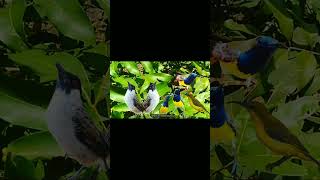 Download lagu SUARA PIKAT SOGON RIBUT DAN KUTILANG NYECRET ‼️ mp3