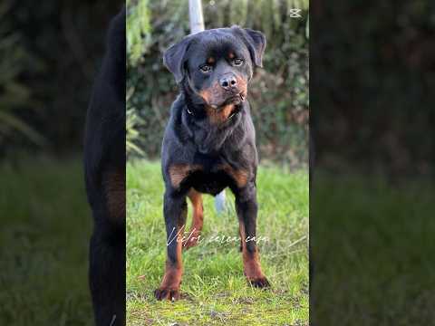 Regalo VICTOR SPLENDIDO GIOVANE ROTTWEILER CERCA ADOZIONE