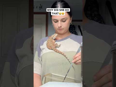 Actually UNHINGED #beardeddragon #lizard #reptiles #cutepets #pets
