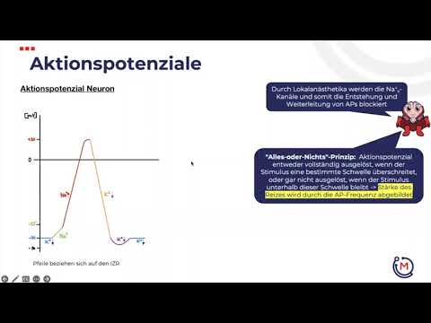 Aktionspotenzial von Neuronen | Physiologie Grundlagen