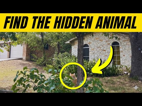 Find the Hidden Animals # 19