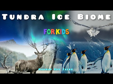 Explore the Tundra  🥶 A Biome of Extremes!  Ice Biome Alpine, Artic, Antarctic