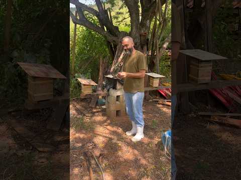 Desde janeiro sem ir no meliponario machado em Minas Gerais e olha como está essa caixa.