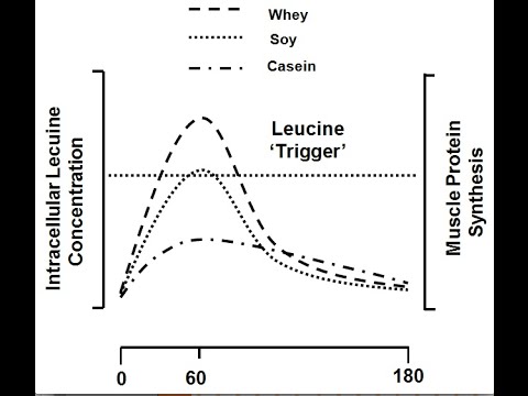 Built by Science #4 - 210kg Kniebeuge & Mahlzeitenfrequenz zur Optimierung der Muskelproteinsynthese