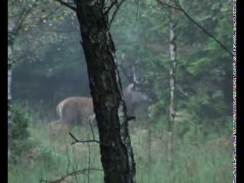 Erlegung des Platzhirsches!