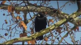 HÍREK A TERMÉSZETBŐL
