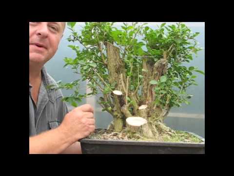 Bonsai - Getting Something From Nothing!