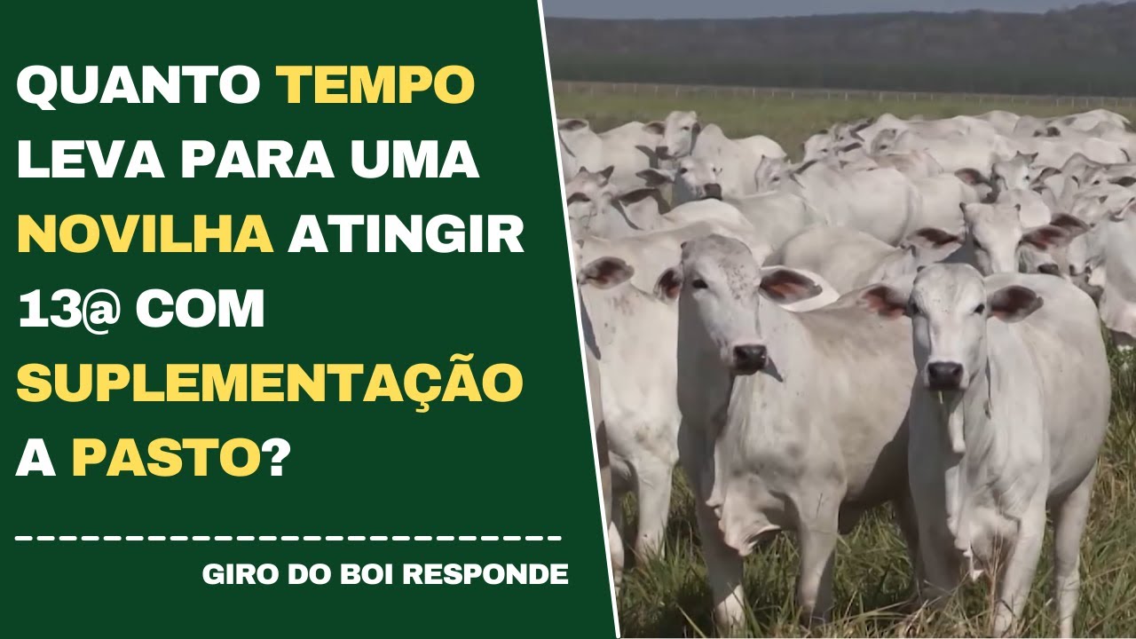 QUANTO TEMPO LEVA PARA UMA NOVILHA ATINGIR 13@ COM SUPLEMENTAÇÃO A PASTO?