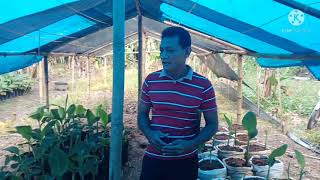 Download lagu Pembibitan Pisang dengan sistem semai bonggol mp3 Download lagu Pembibitan Pisang dengan sistem semai bonggol mp3