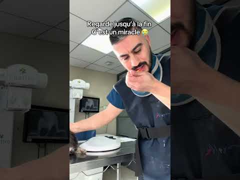 Chat de rue écrasé par une voiture, il a retrouvé l’usage de ses pattes puis a été adopté #cat #chat