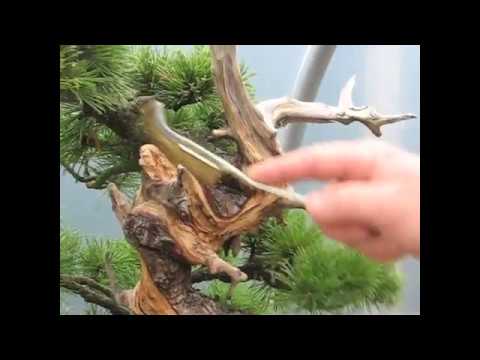 Preparing Bonsai Masterpiece for Exhibition