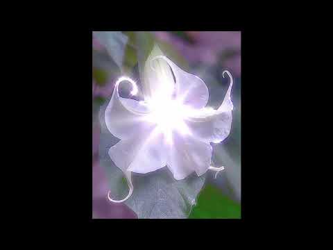 [FREE]BLADEE x RIPSQUAD x SHINIGAMI x ECCO2k x WHITEARMOR TYPE BEAT - waterlilies(prod.yungrevrbgod)