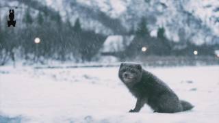 thomston x wafia 🐻❄️ window seat