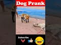 🐯Prank Dog 😂 | Dog Wear Tiger Mask Fake Tiger So Funny Dogs Prank Try To Stop Laugh 2024 🐕
