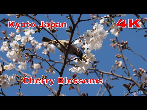 cherry blossoms| 4k video |cherry blooming| part 1|kyoto| Japan