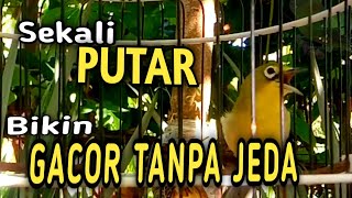 Download lagu Masteran Kecial Kuning Lombok Ampuh Bikin Kecial K... mp3