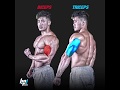 Complete Arms Workout Supersets With IFBB Pro Steven Cao