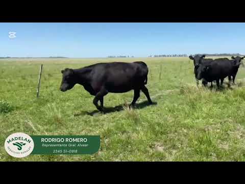 Vacas nuevas paricion otoño . Carreras - Sta Fe