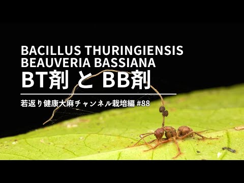 バチルス・チューリンゲンシスについて詳しく解説