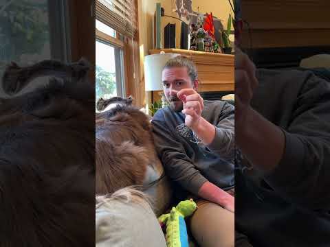 Why we never have a clean house 🫣 #ladypintobean #sworddog #funnydog