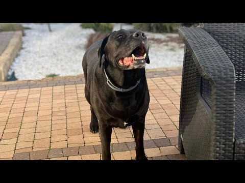 HISTORIA KIARY KTÓRA PRZEŻYŁA PIEKŁO