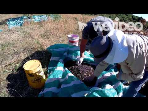 Nvalley maqui super berry