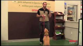 How PETCO Positive Training Methods Work