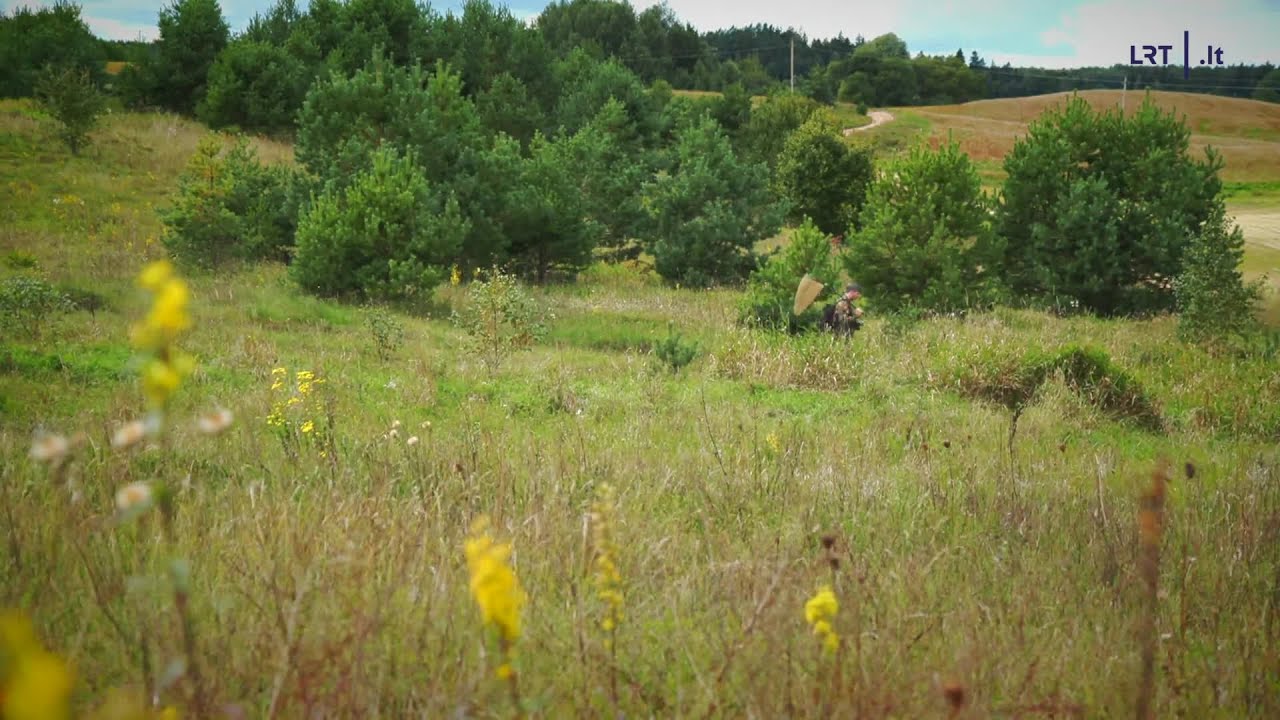 Parazitus ant augalų analizavęs Čepulis: per juos net ąžuolai pradeda auginti obuolius