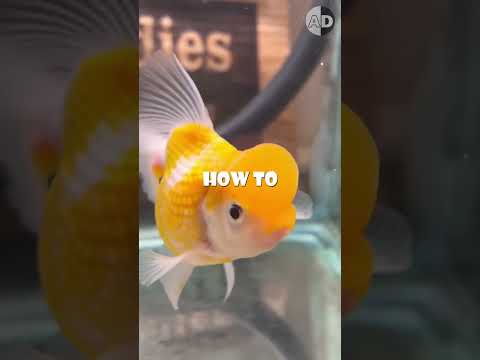 Debunking the Myth: The Surprising Truth About Goldfish Memory!