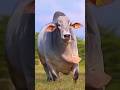 The Biggest Animal For Qurbani Bakra Eid 2023 Qurbani Ka Janwar Salman Khan Skills Vlogs