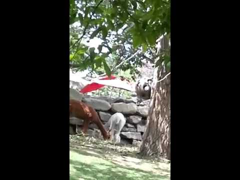 Yoheved Veda Kaplinsky's Animal pooping