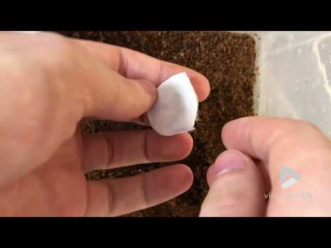 Spider egg sack full of babies || Viral Video UK
