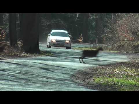 Sidor / Dziurzyński - 4 Rajd Świdnicki - Opel Asta Gsi