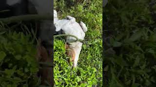 Video preview image #1 Beagle Puppy For Sale in Sanford, FL, USA