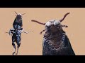 Mole Beetle