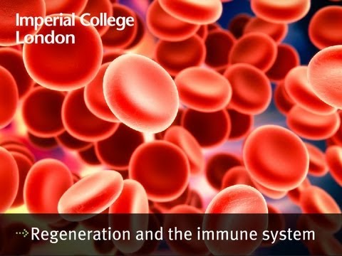 Regeneration and the immune system