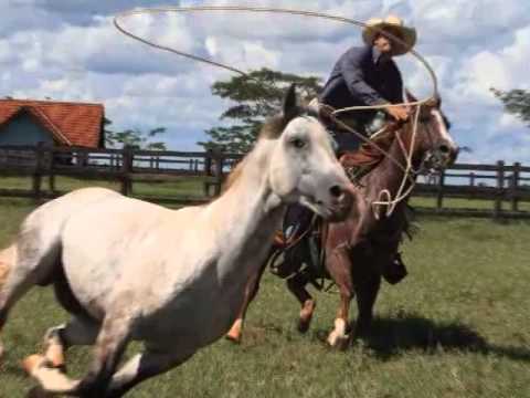 Walk Of Life - Leandro Baldissera (Dire Straits)