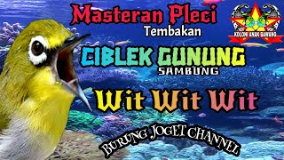 Download lagu Masteran Pleci Tembakan Ciblek Gunung Sambung Wit Wit Wit Kualitas Suara Jernih mp3