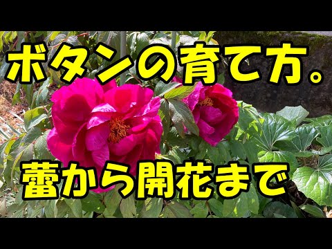 牡丹の鉢植え栽培:こうなる 植物