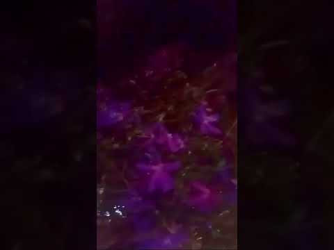 blossom #dhanvin & nirupama #shorts #