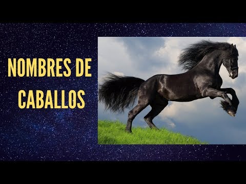 download lagu mp3 mp4 Nombres De Caballos Famosos Mexicanos, download lagu Nombres De Caballos Famosos Mexicanos gratis, unduh video klip Nombres De Caballos Famosos Mexicanos