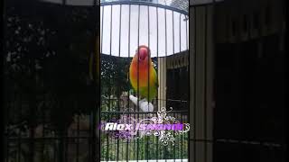 Download lagu Lovebird ngekek gaya unik... Suara kasar...!!! Ampuh bikin lovebird langsung ikut ngekek...!!! mp3 Download lagu Lovebird ngekek gaya unik... Suara kasar...!!! Ampuh bikin lovebird langsung ikut ngekek...!!! mp3