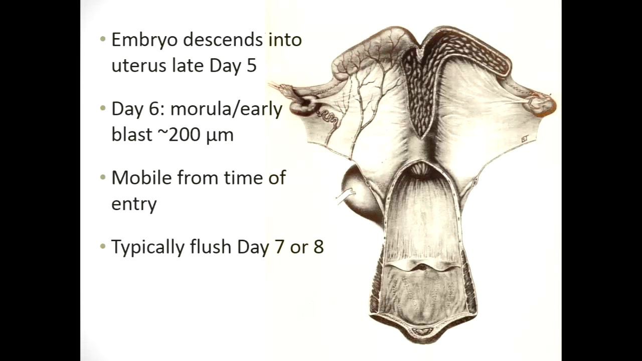 Embryo production and transfer in the horse