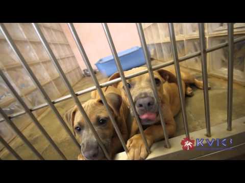 download lagu mp3 mp4 Volunteer Kauai, download lagu Volunteer Kauai gratis, unduh video klip Volunteer Kauai