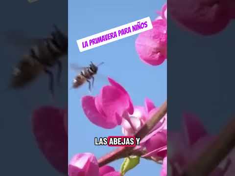 La primavera para niños. ¡Ve el video completo en nuestro canal!