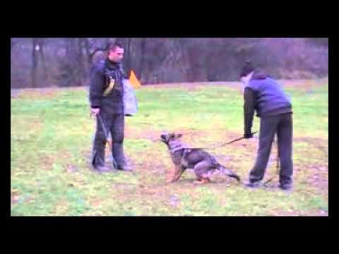 EYSCHA Aykmar - 5,5 months - DEFENCE - h: Marek Černý