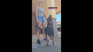 Video preview image #3 Doberman Pinscher Puppy For Sale in FORT LAUDERDALE, FL, USA